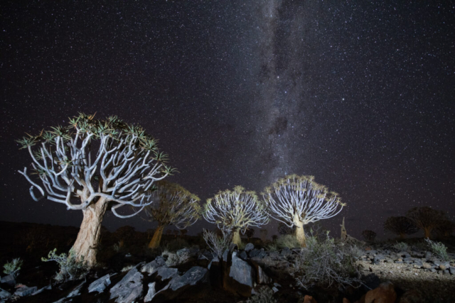Quiver trees, Northern Cape, South Africa,featured in a National Geographic text
