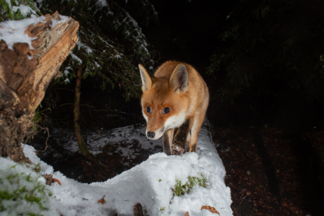 Red fox, camera trap, Switzerland