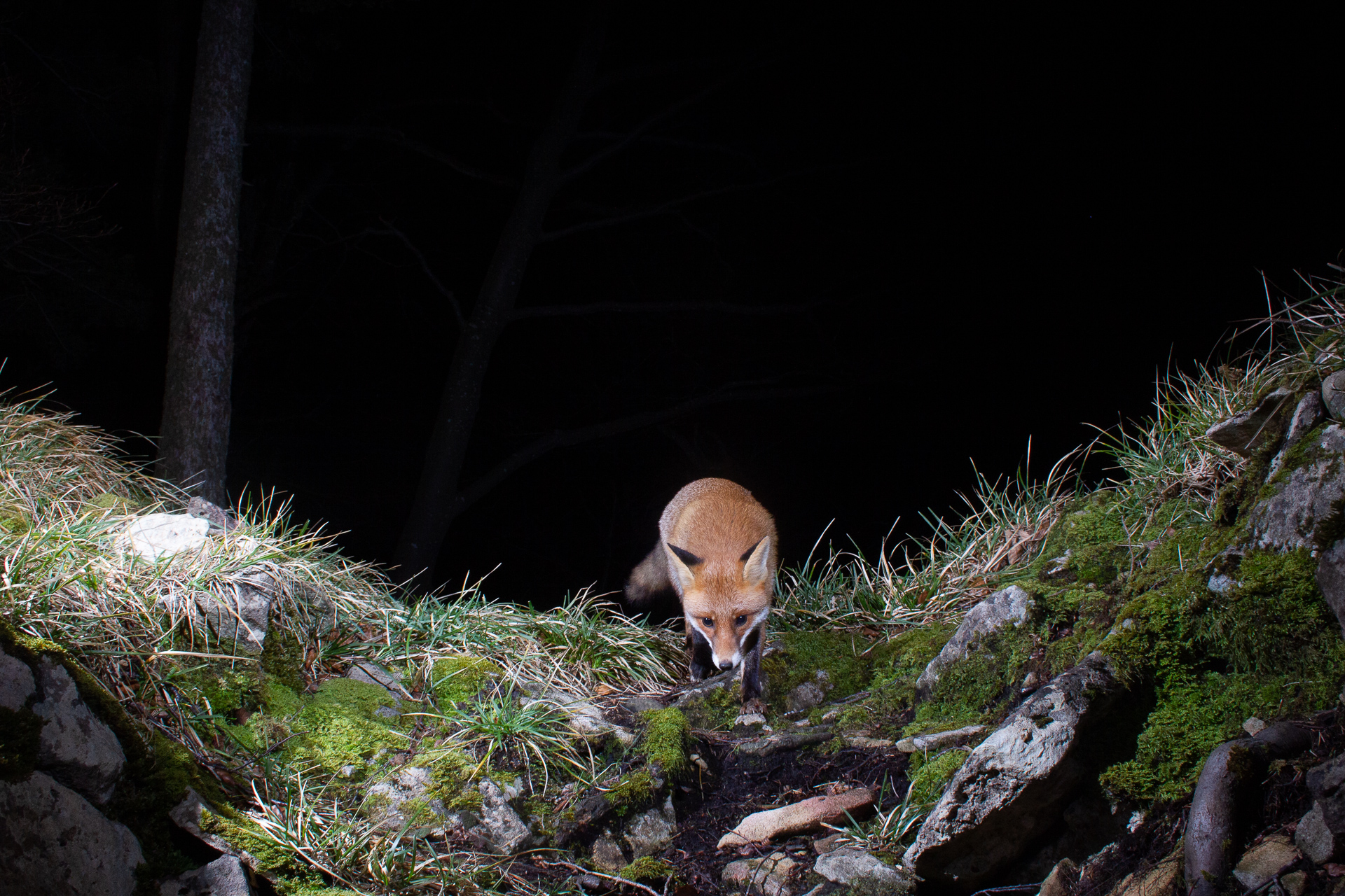 Red fox, camera trap, Switzerland