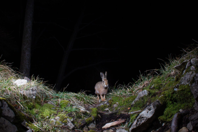 Brown hare, camera trap, Switzerland