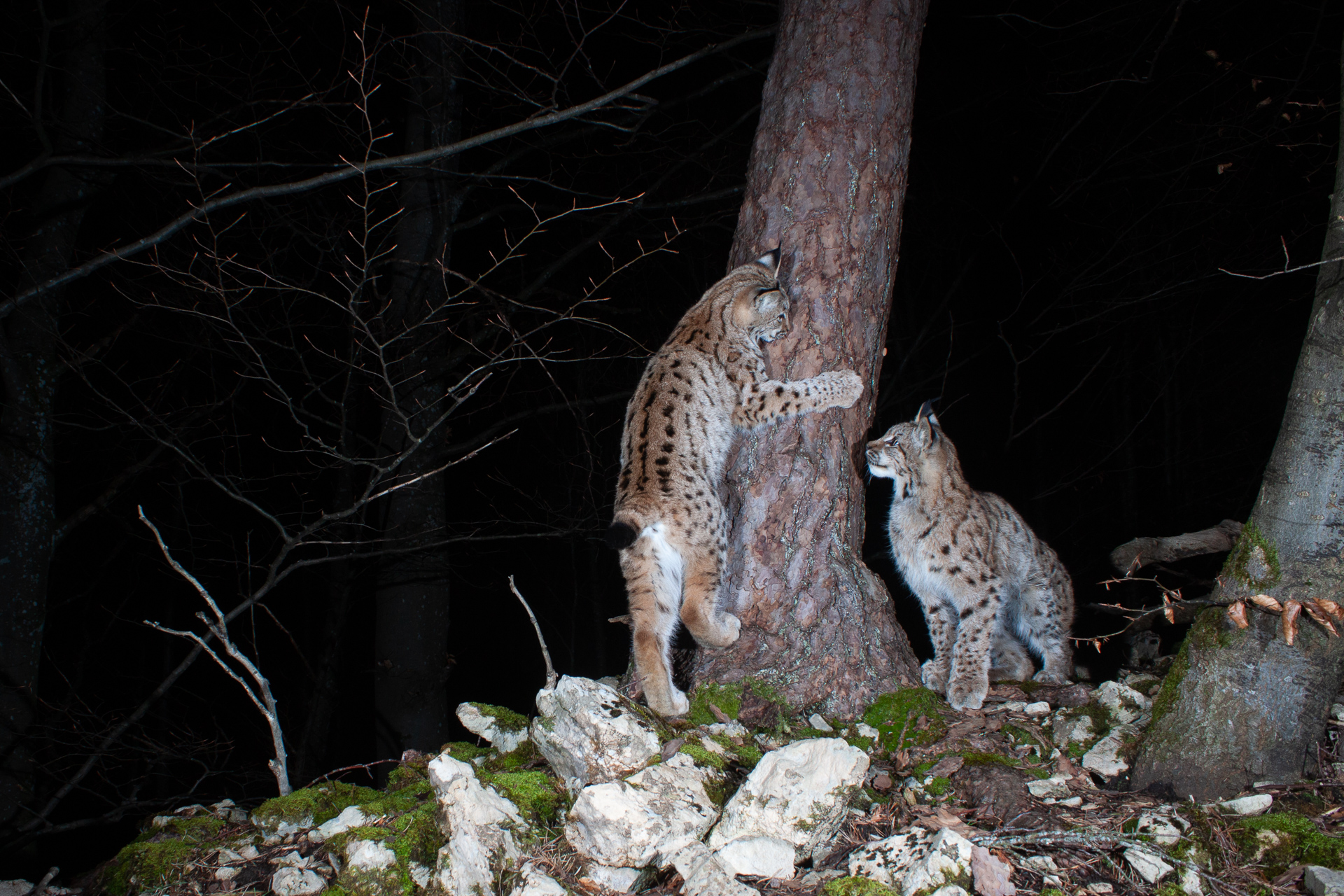 European lynx, camera trap, Switzerland