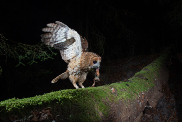 Tawny owl, camera trap, Switzerland
