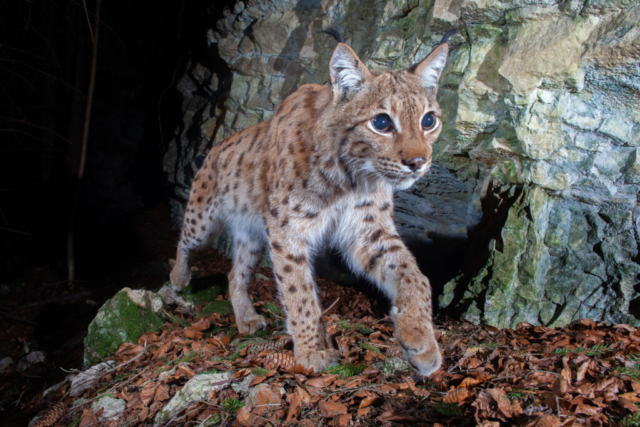 European lynx, camera trap, Switzerland