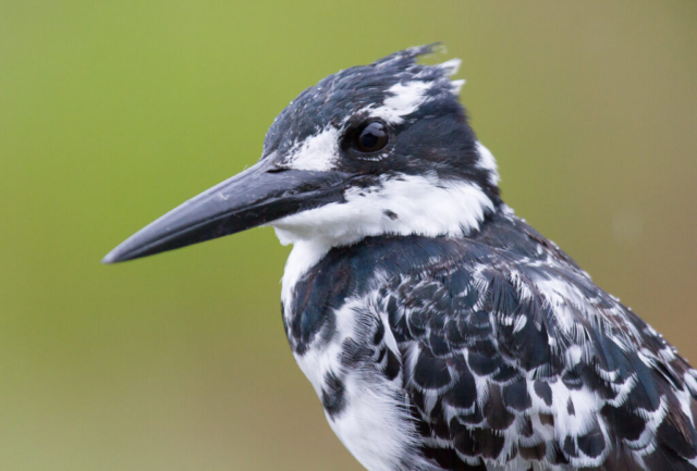 Pied Kingfisher, Pilansburg National Park, South Africa