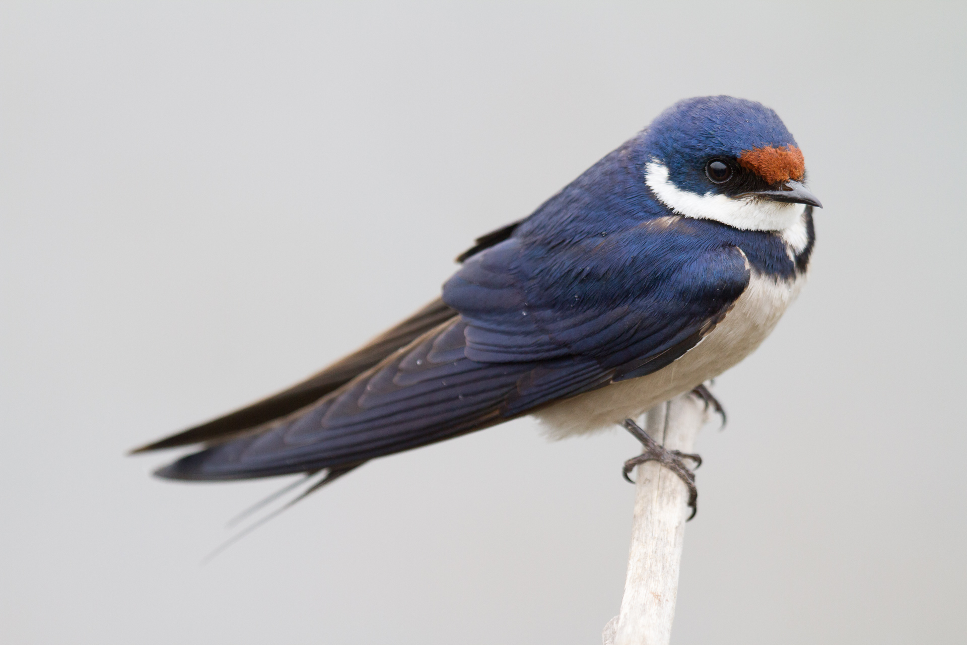White-throated Swallow, Marivale, South Africa