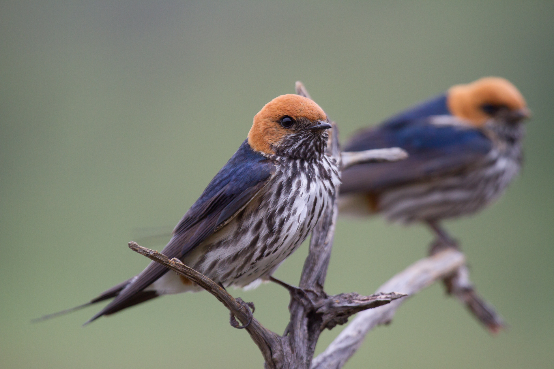 Lesser Striped Swallow, Marievale, South Africa