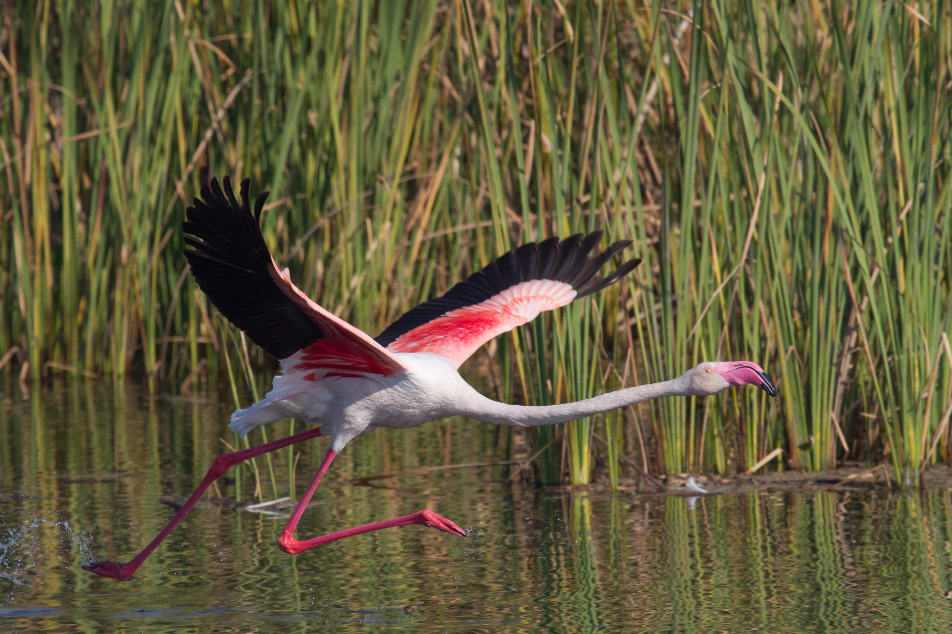 Greater flamingo, Marivale, South Africa