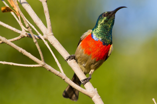 Greater Double-collared Sunbird, South Africa