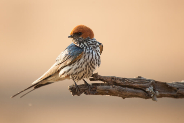 Greater Striped Swallow, Marivale, South Africa
