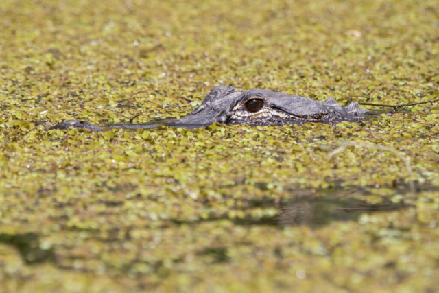 Alligator, Florida, USA