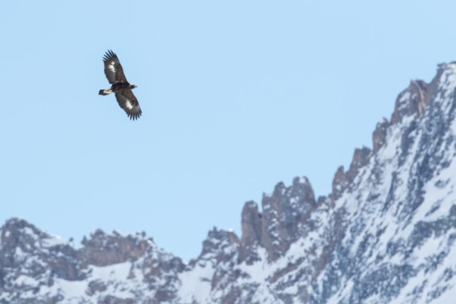 Golden Eagle, Alps, Switzerland