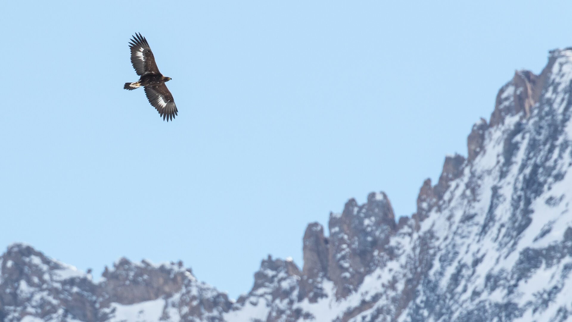 Golden Eagle, Alps, Switzerland
