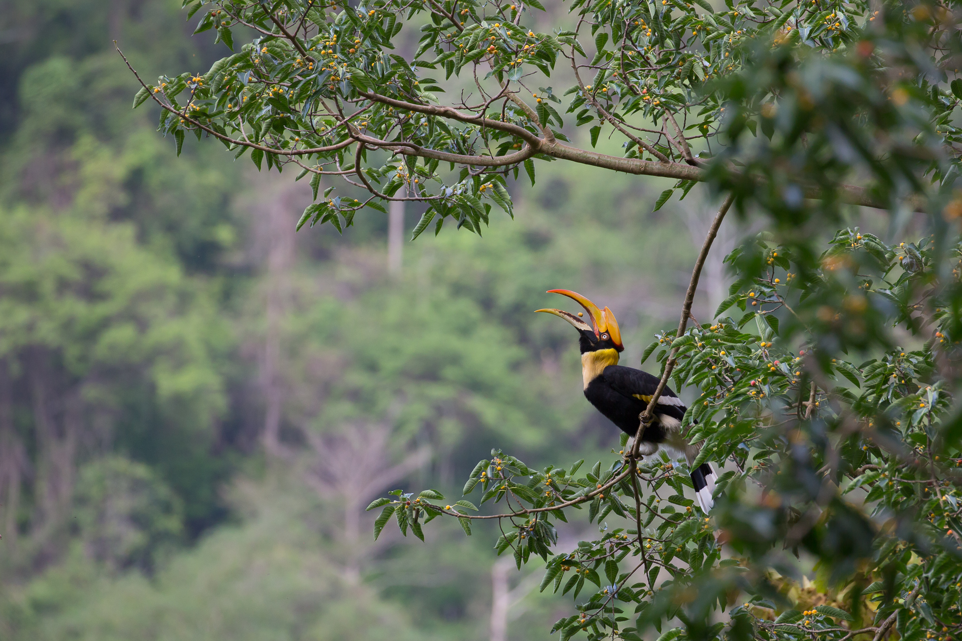 Giant Hornbill, Khao Yai National Park, Thailand