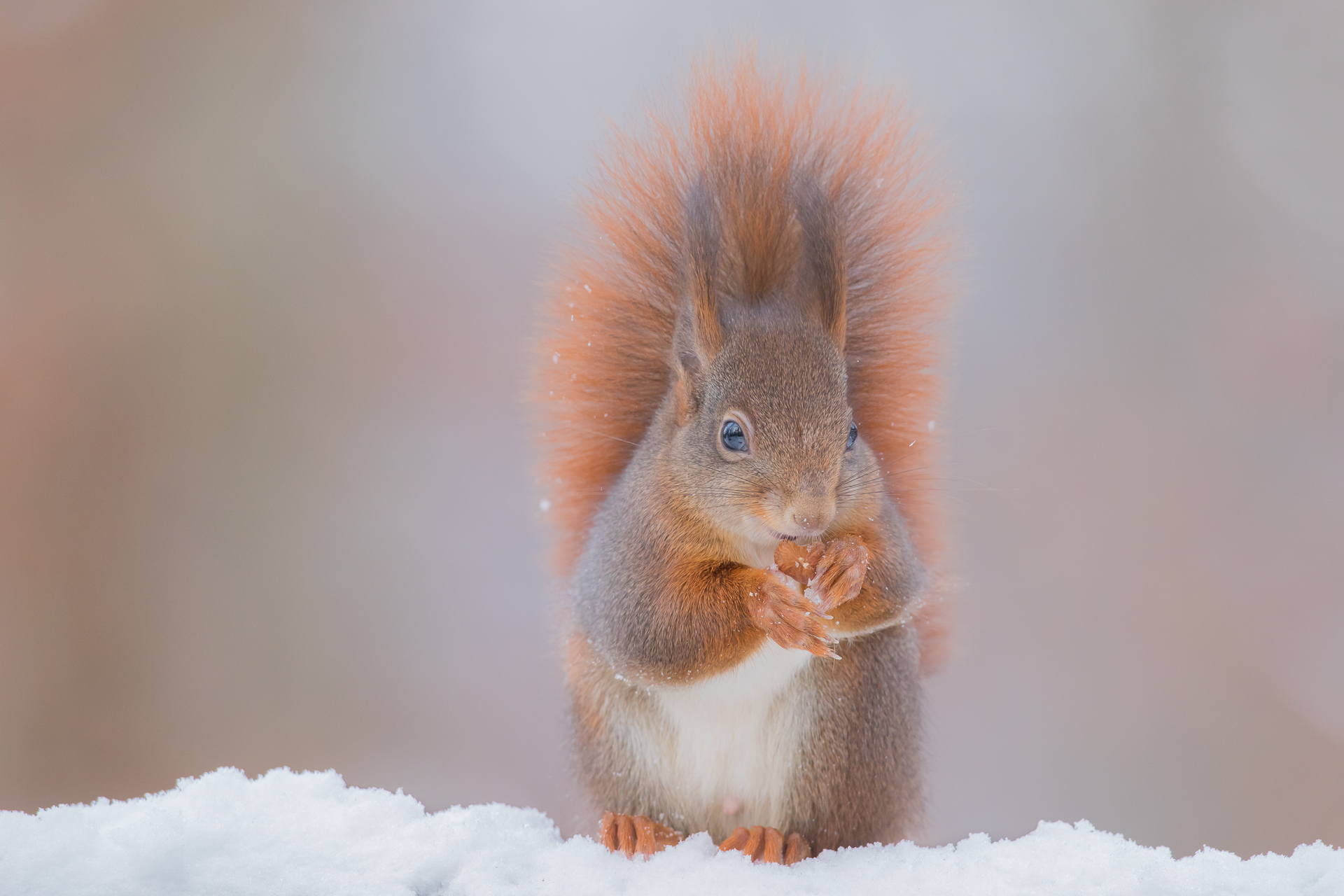 Red Squirrel, Switzerland
