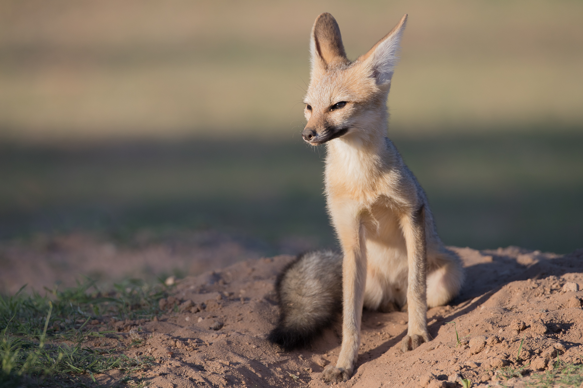 Cape Fox, Kgalagadi National Park, South Africa