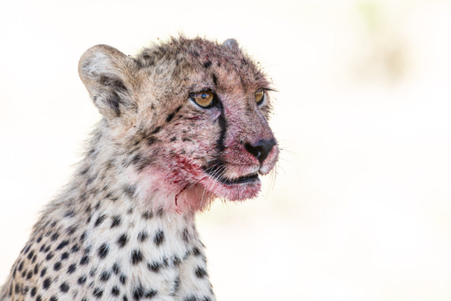 Cheetah, Kgalagadi National Park, South Africa