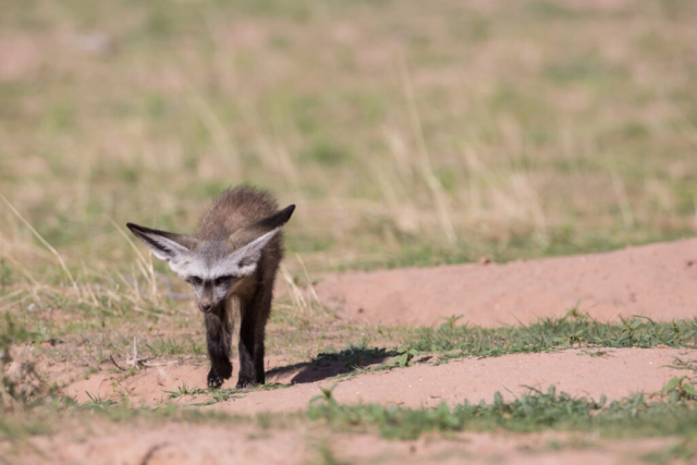 Bat-eared Fox, Kgalagadi National Park, South Africa