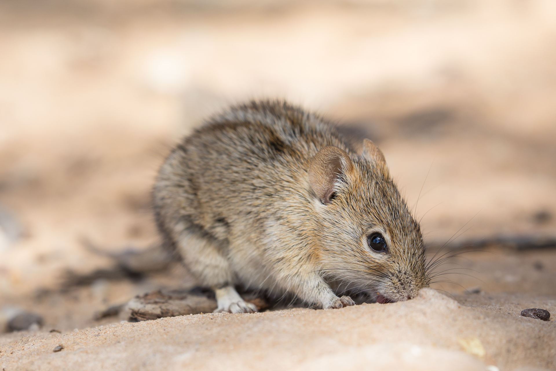Two-stripped Mouse, Kgalagadi National Park, South Africa