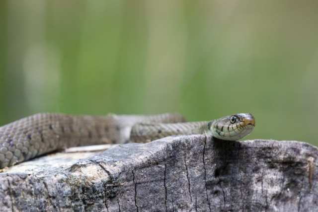 Grass snake, Switzerland