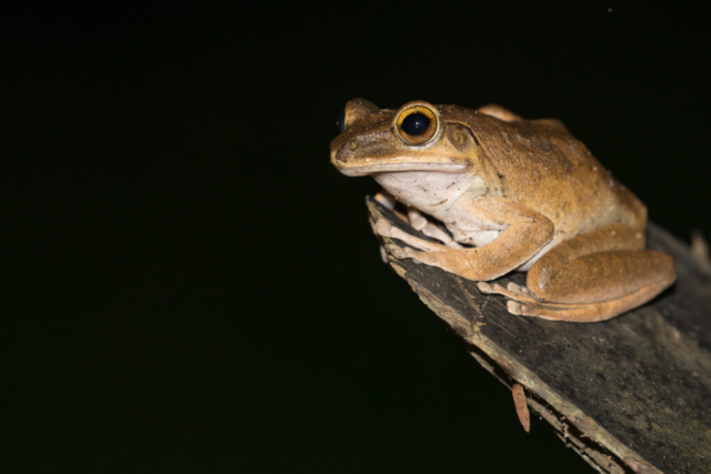 Tree frog, Kaeng Krachan National Park, Thailand