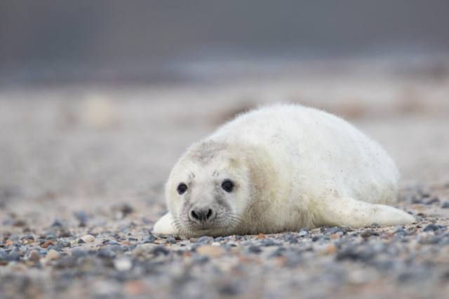 Grey Seal, Helgoland, Germany