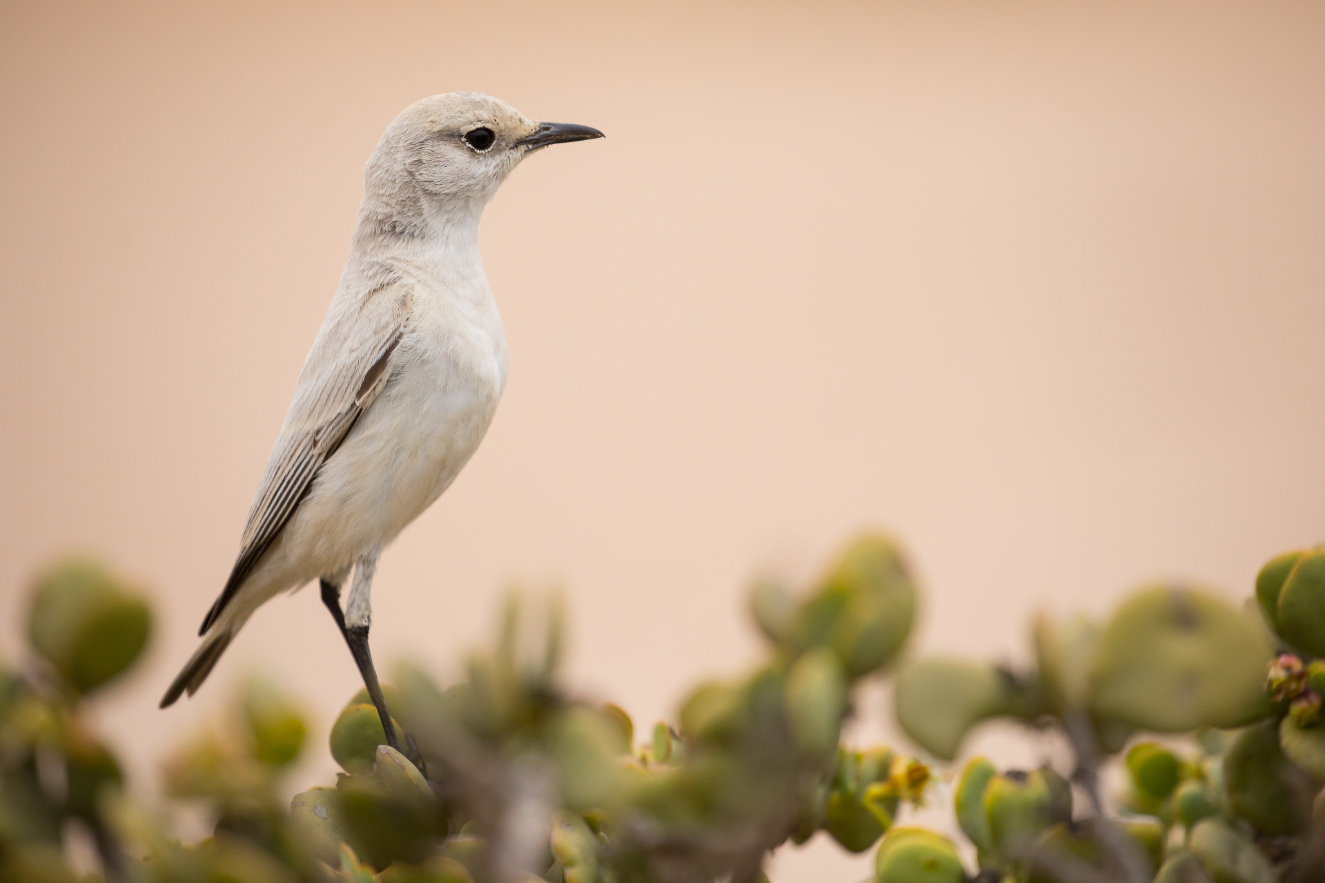 Flycatcher, Namibia