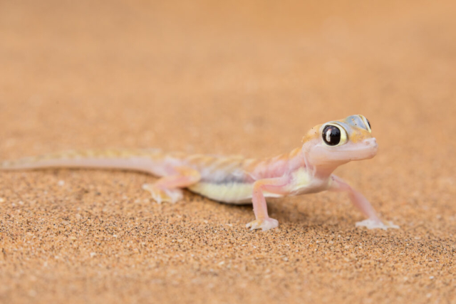 Web-footed gecko, Namibia