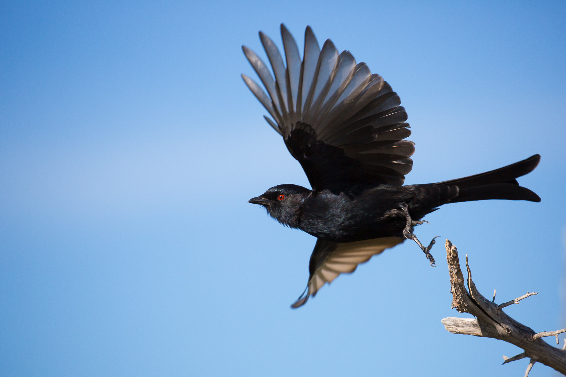 Forked-tailed Drongo, Namibia