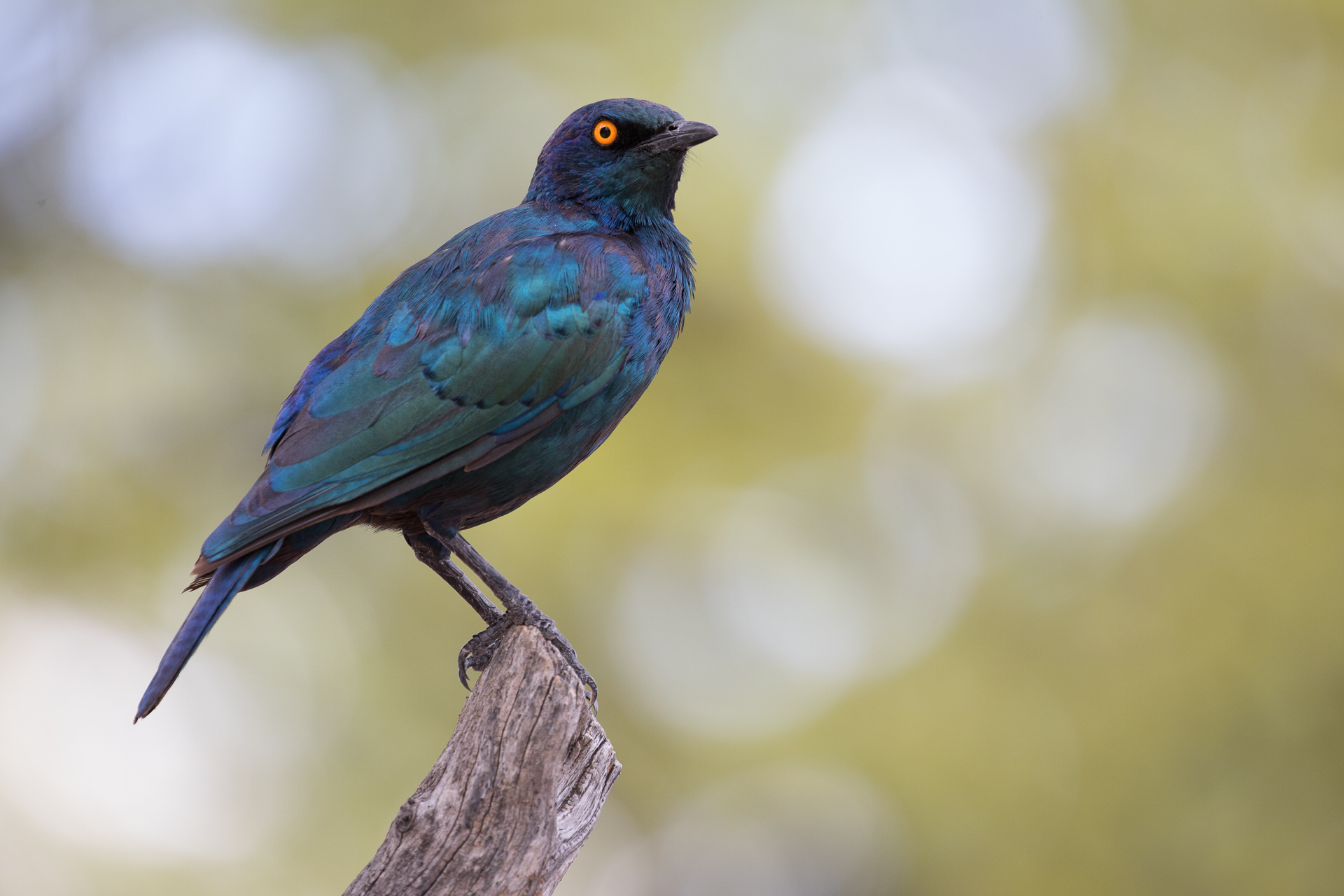 Cape Glossy Starling, Namibia