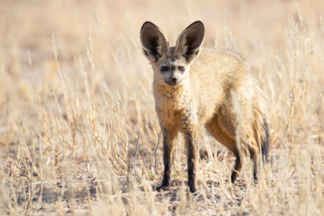 Bat-eared Fox, Kgalagadi National park, South Africa
