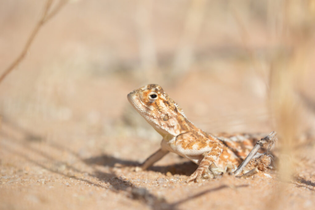 Lizard, Kgalagadi National Park, South Africa