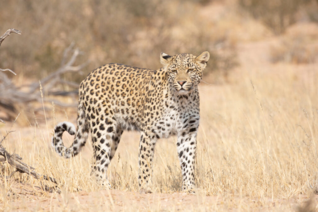 Leopard, Kgalagadi National Park, South Africa