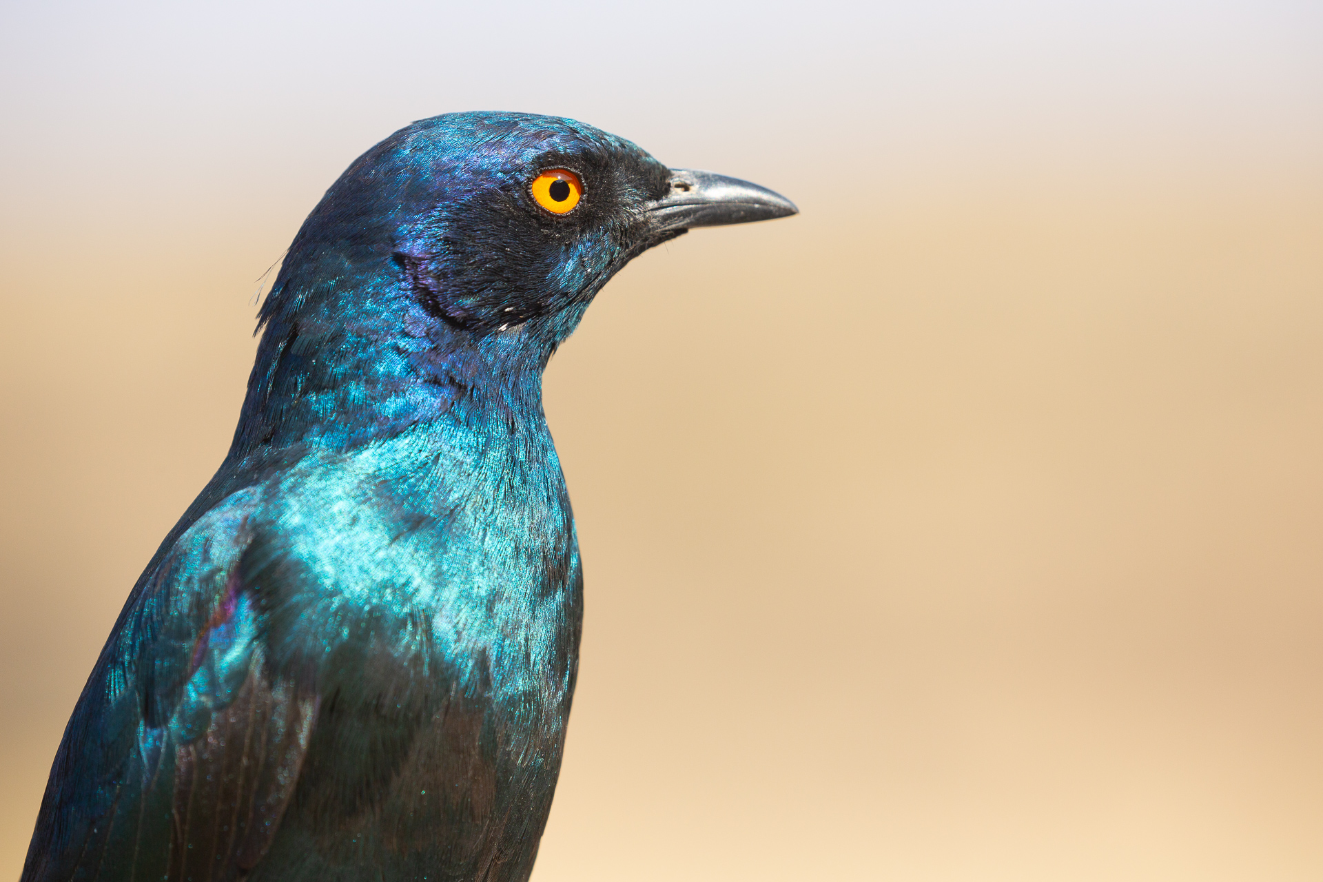 Cape Glossy Starling, South Africa