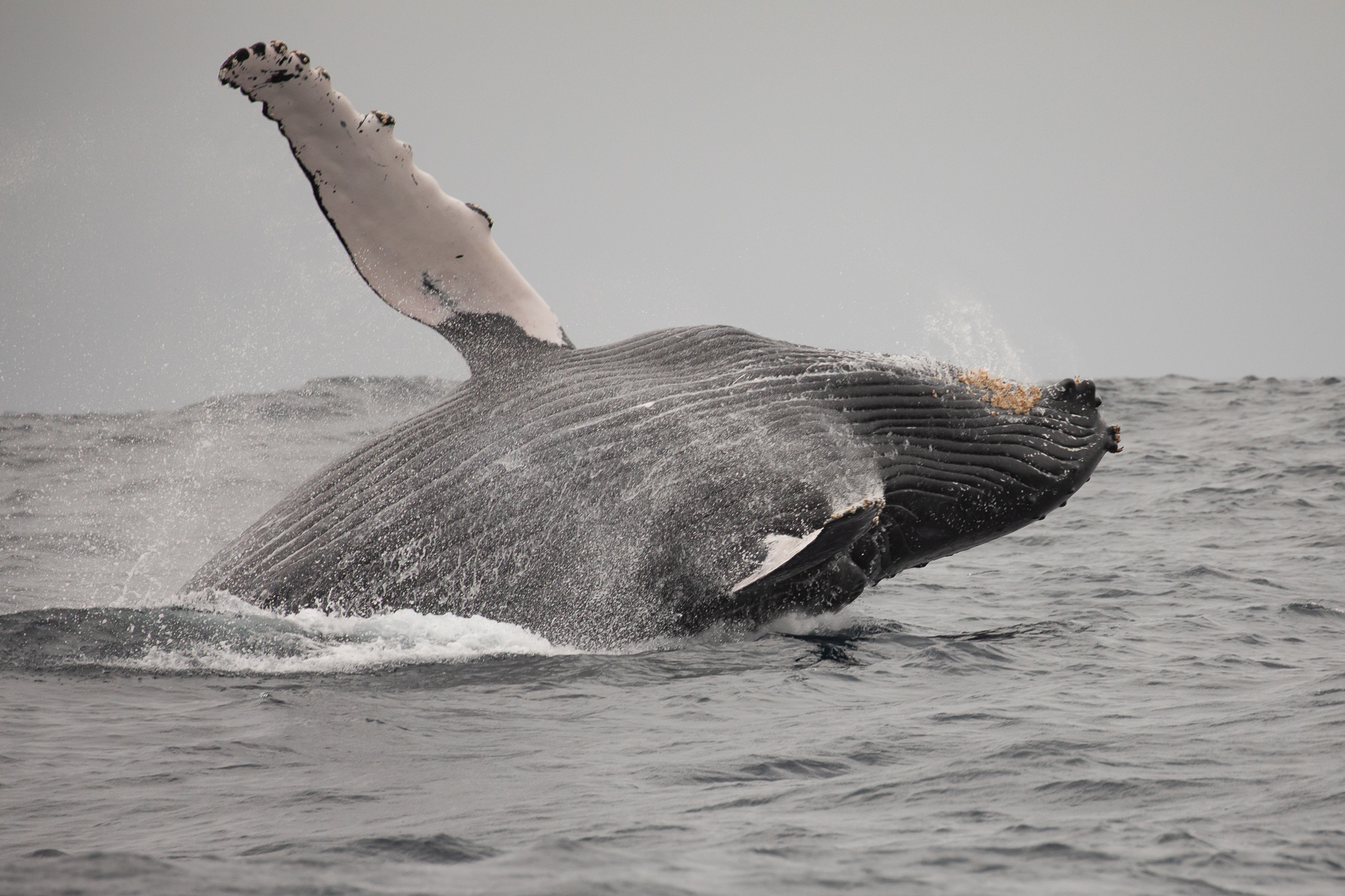 Humpback Whale, Kwa Zulu Natal, South Africa