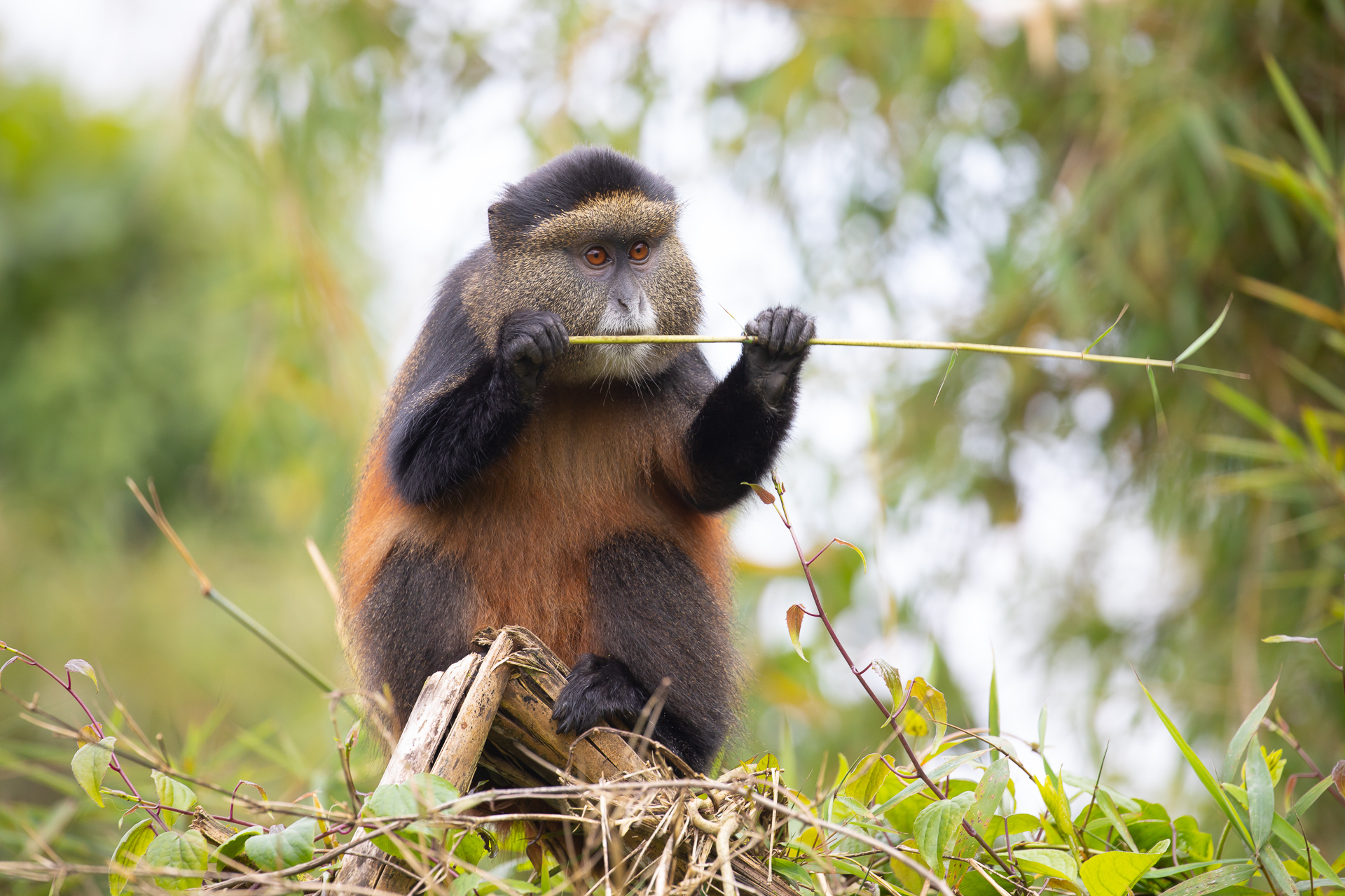 Golden Monkey, Vulcanoes National Park, Rwanda