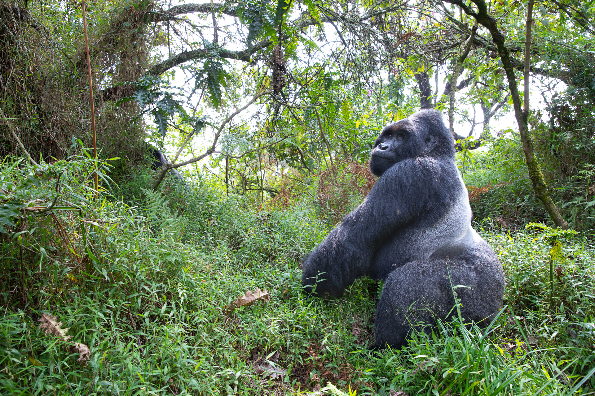 Mountain Gorilla, Mgahinga National Park, Uganda