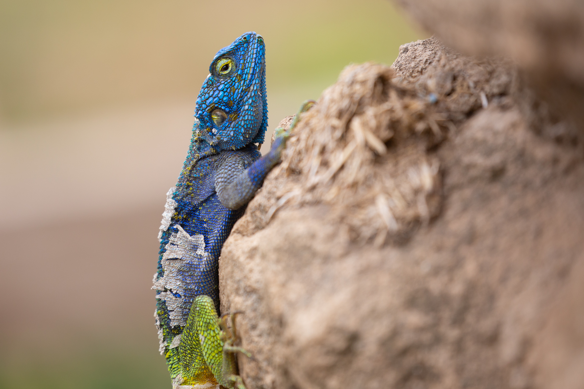 Lizard, Uganda