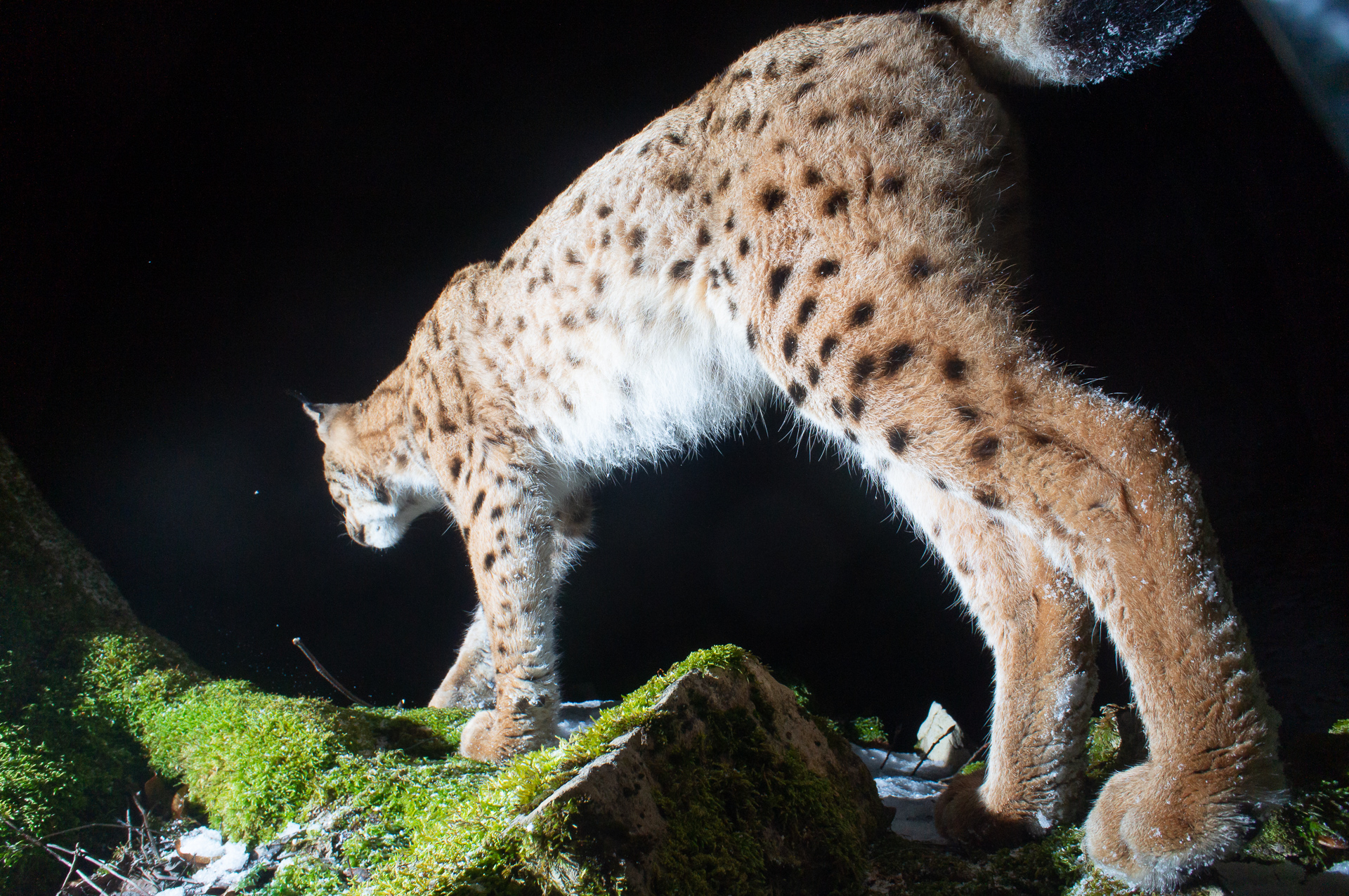 European Lynx, camera trap, Switzerland
