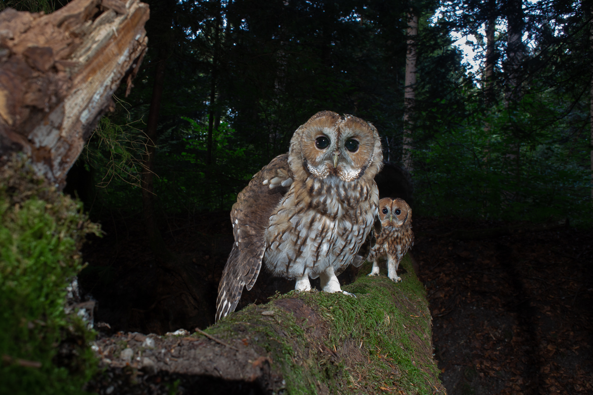 Tawny Owl, camera trap, Switzerland