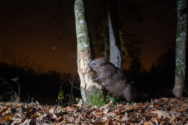 European Beaver, camera trap, Switzerland