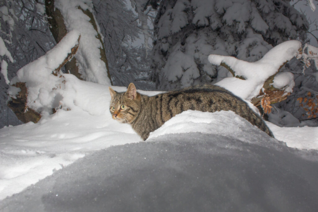 European Wildcat (phenotypic), camera trap, Switzerland