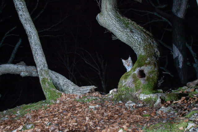 European Lynx, camera trap, Switzerland
