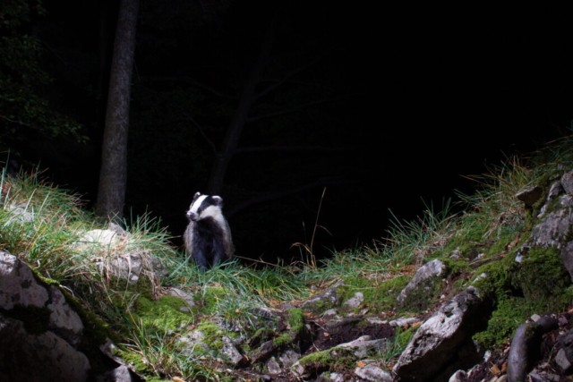 Eurasian Badger, camera trap, Switzerland