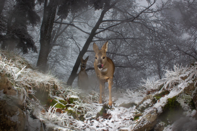 Roe Deer, camera trap, Switzerland