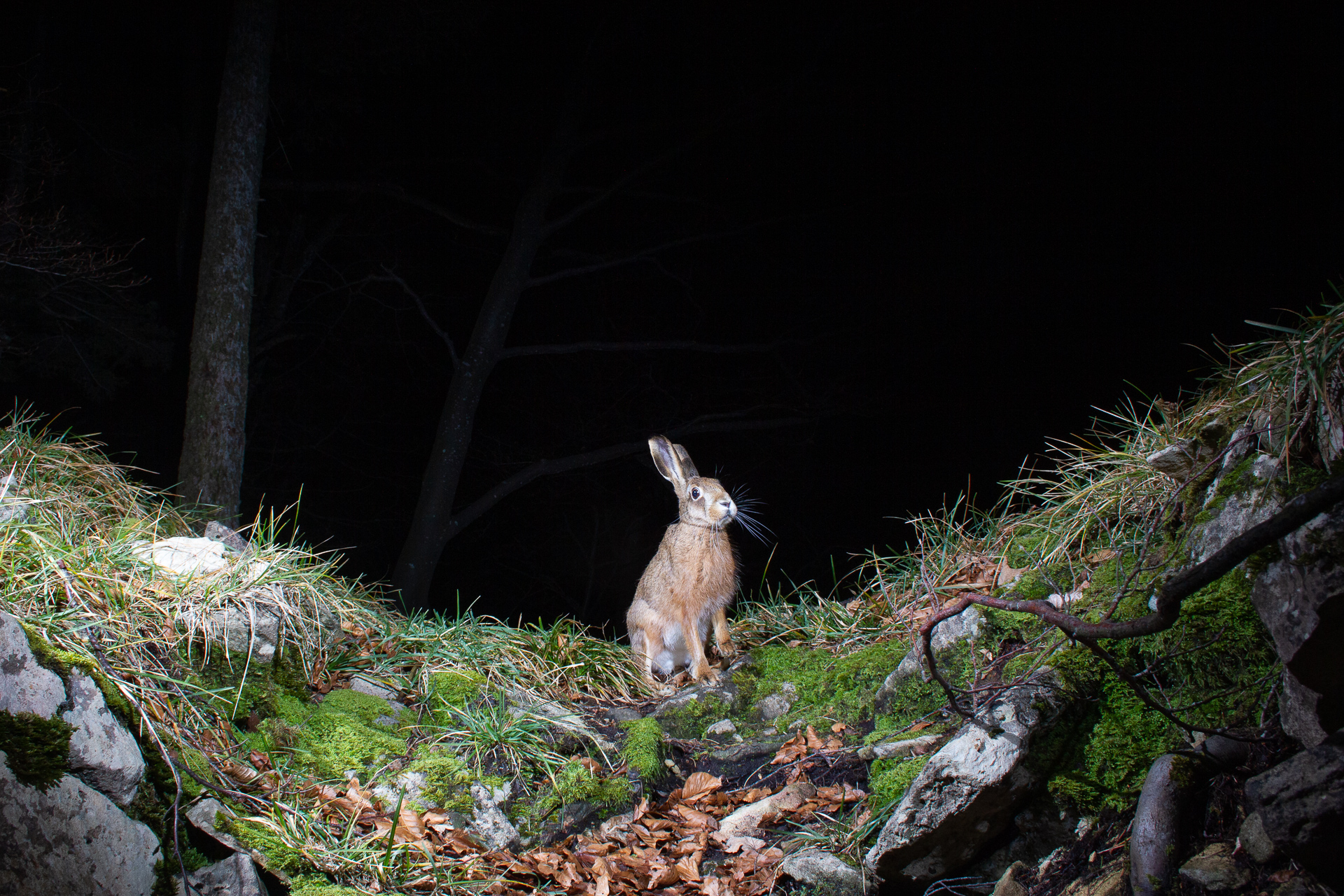Brown Hare, camera trap, Switzerland