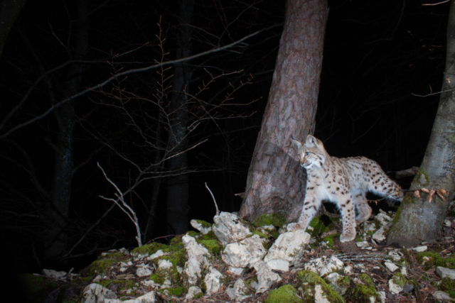 Eurpean Lynx, camera trap, Switzerland