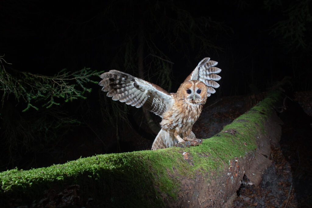 Tawny Owl, camera trap, Switzerland