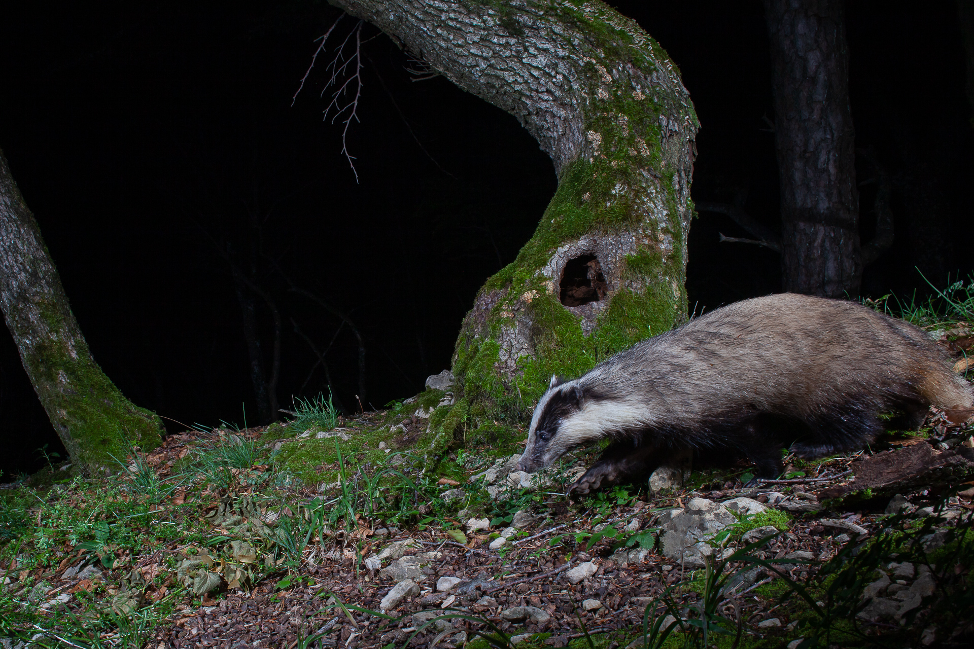 European Badger, camera trap, Jura, Switzerland