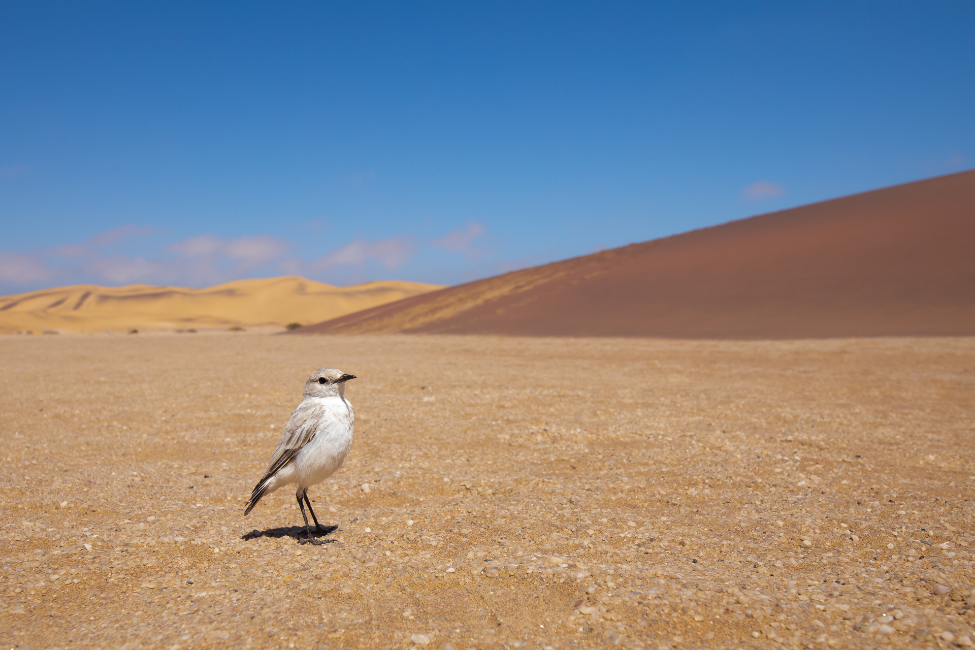 Tractrac Chat, Namib desert, Namibia