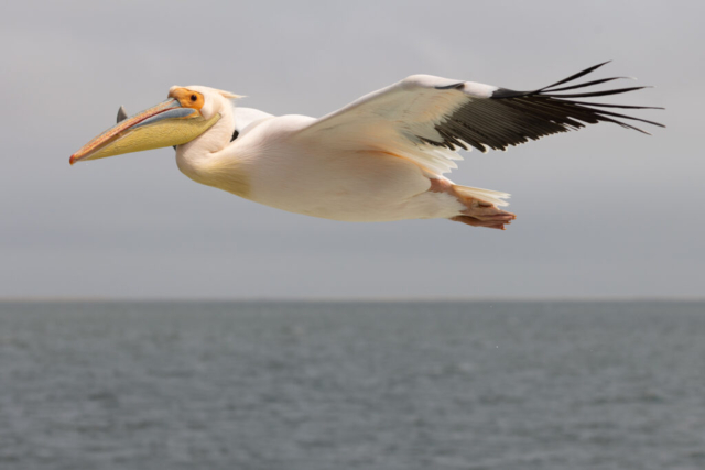 Great White Pelican, Walvis Bay, Namibia